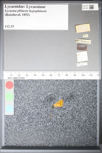 Media type: image;   Entomology 51239